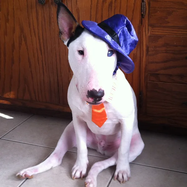 Halloween costume with a mask