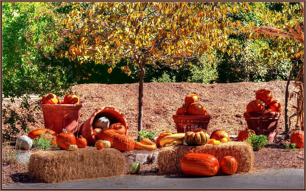 Autumn pumpkins and harvest season decor