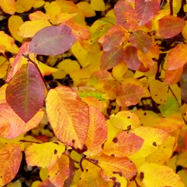 Colorful autumn leaves